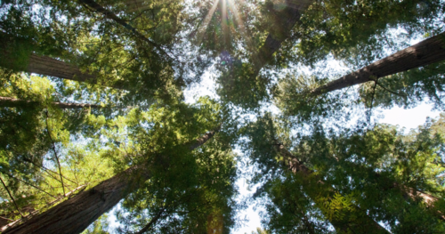 Forêt gérée durablement